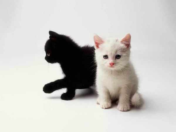 белая кошечка - Кошки открытки и картинки
