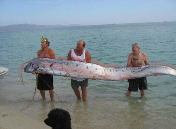 Смехота-23 Самая длинная рыба на земле