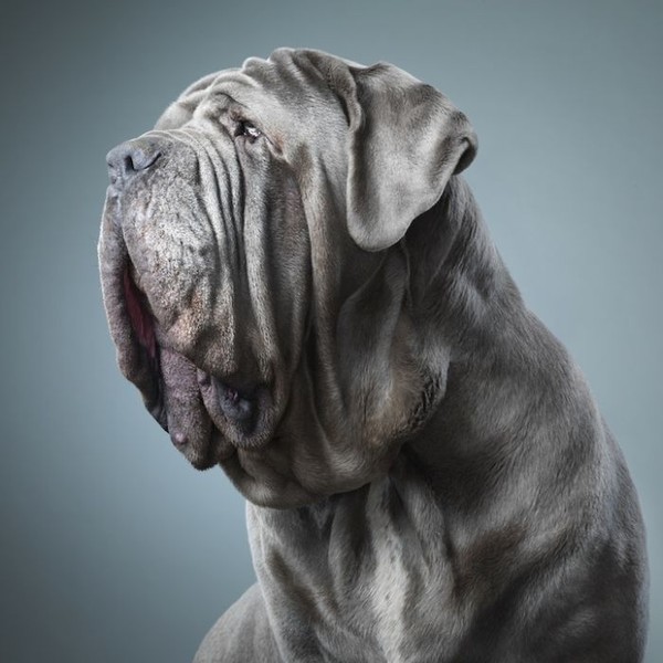 Удивительные портреты собак 