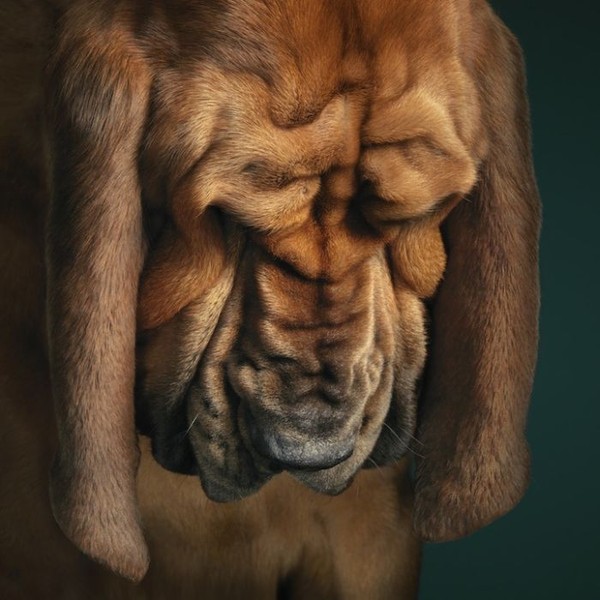 Удивительные портреты собак 