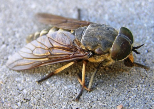 Бычий слепень, Tabanus bovinus