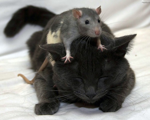 Кот и крысы. Басня. 
