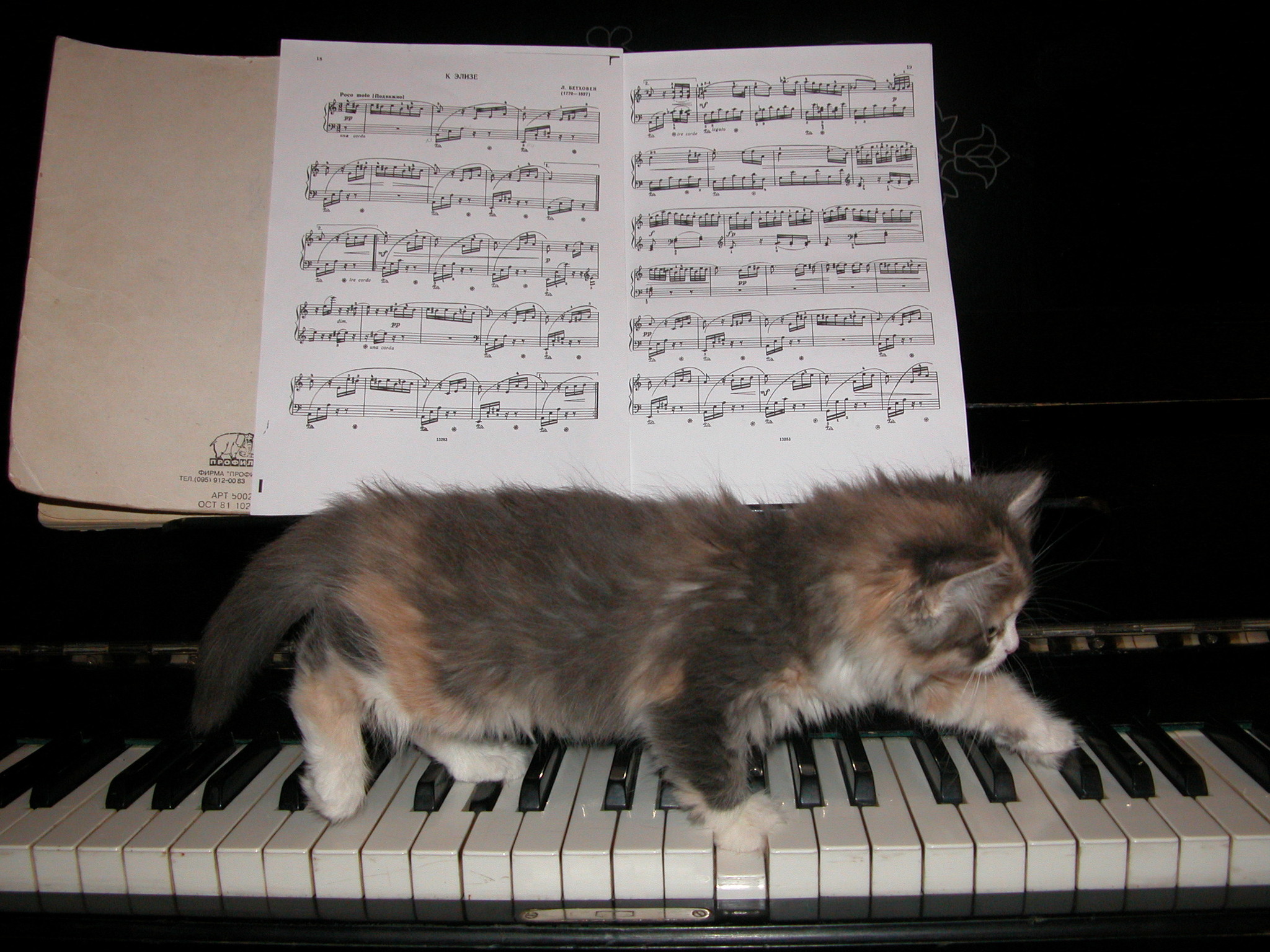музыка для кошек успокаивающая