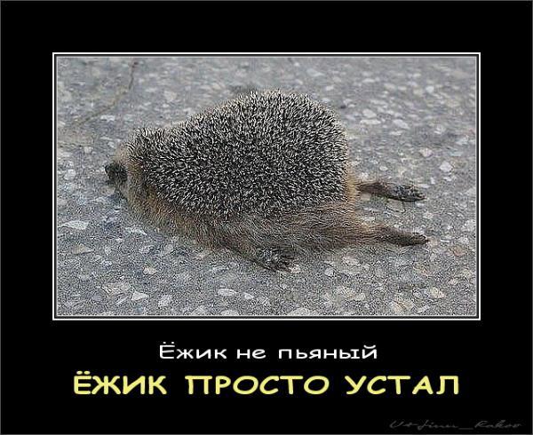 Развитие плода по неделям беременности - этапы Преждевременные роды! / Форум - U-mama