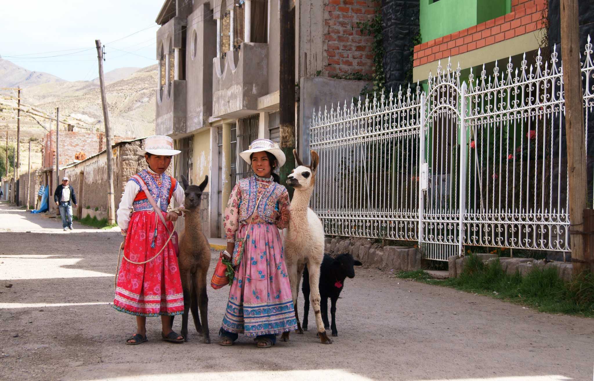 Ламы в Перу