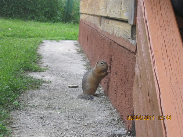 Маня – королева бала …