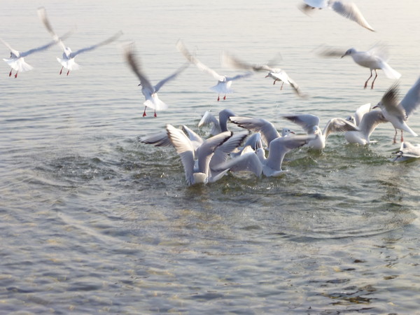 The Birds