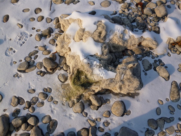 Водоросли