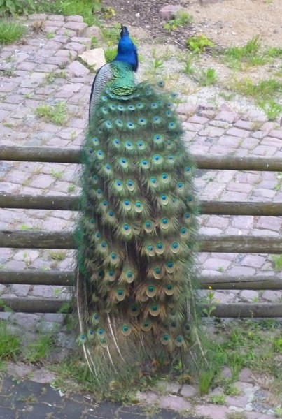Павлин