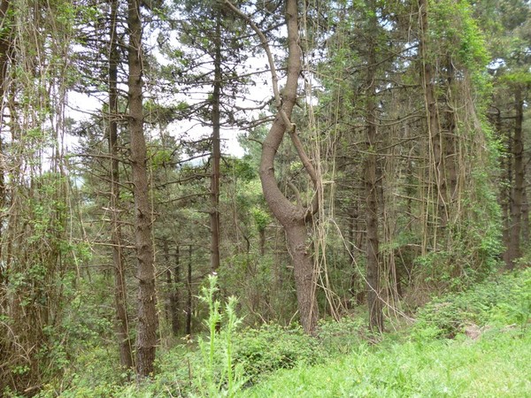 Эльбийский лес