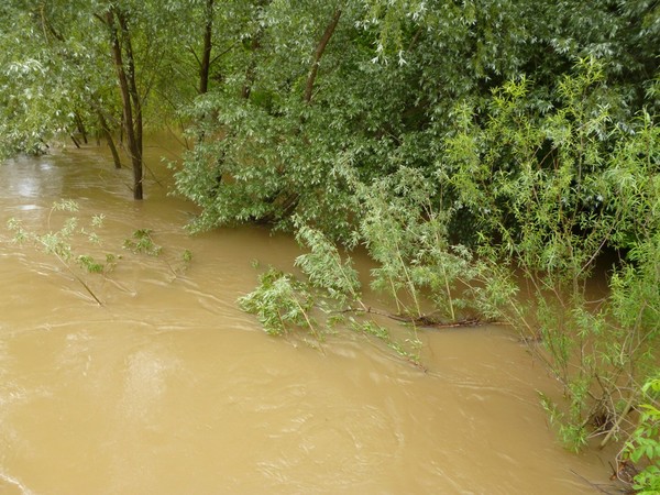 Лес в воде