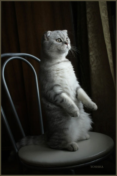 фотографии кошек
