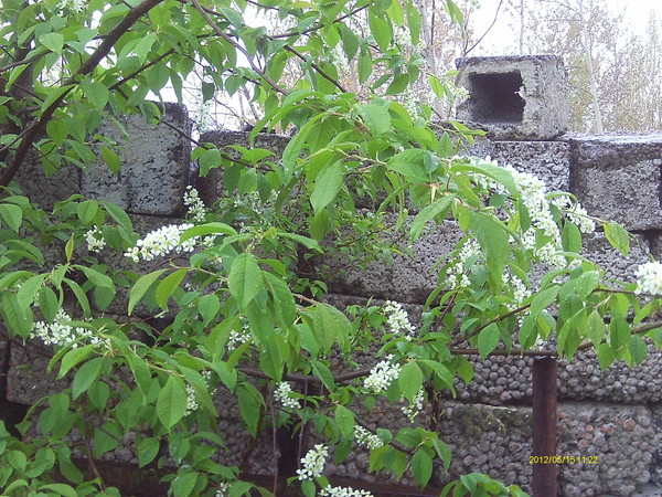 Вести с полей, садов и огородов-2012 - Страница 5 I-41