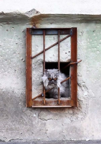 Кот строгого режима Кот строгого режима