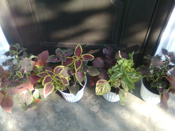 Финик фото в горшке Финик фото в горшке