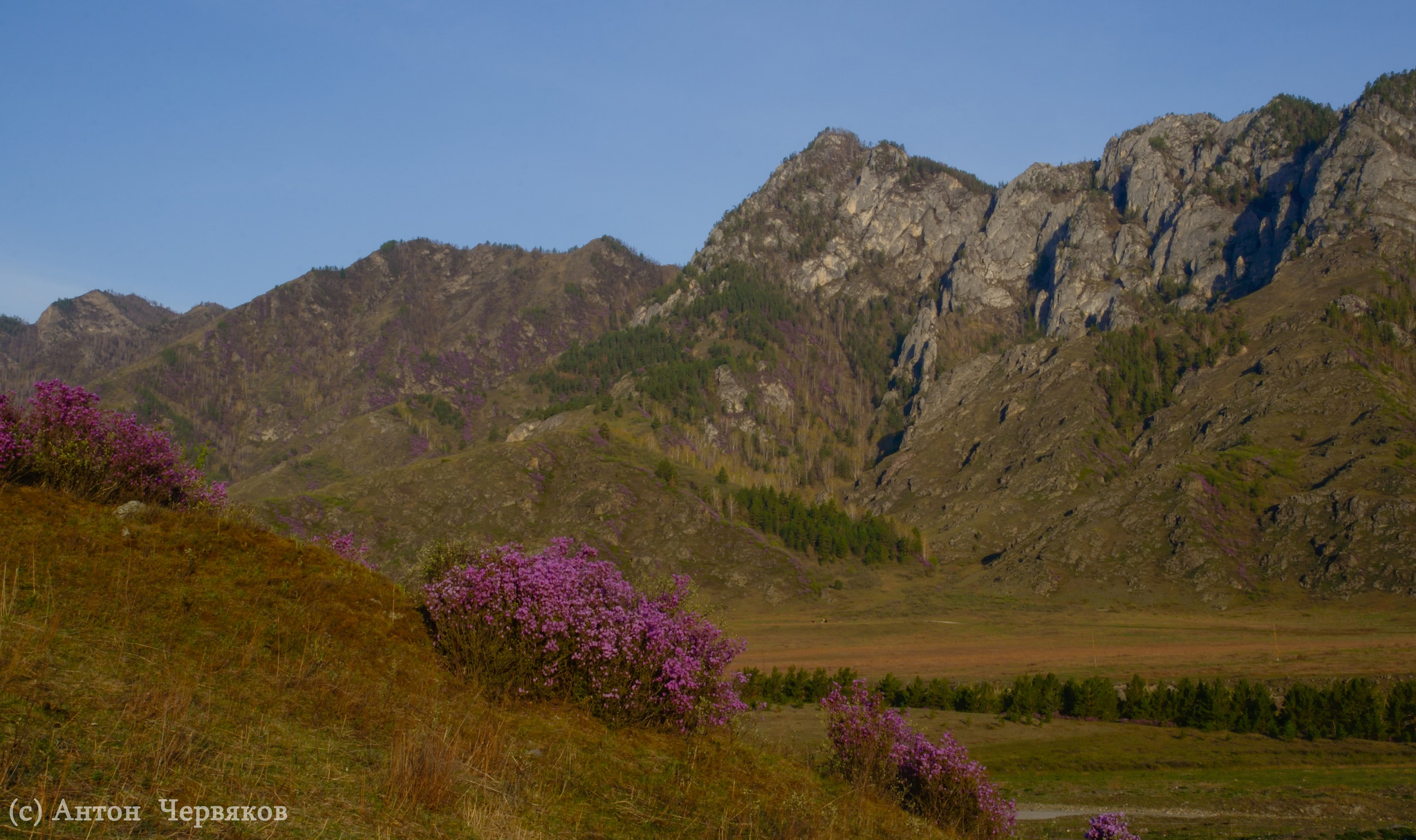 Весна-2013 в горах Алтая
