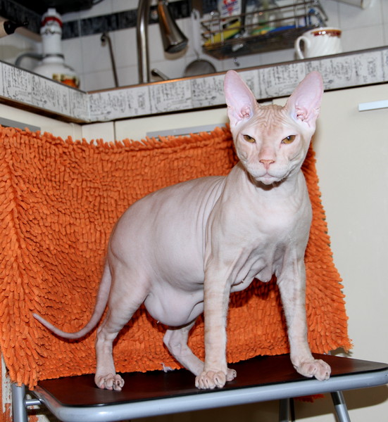Курдюк у кошки