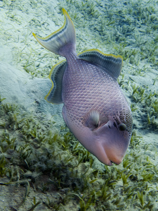 100 000 изображений по запросу Giant trigger fish доступны в рамках роялти-фри лицензии