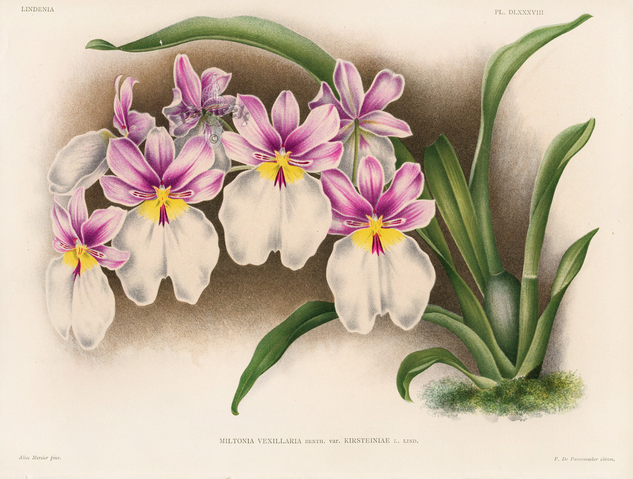 Linden Orchid Prints Lindenia 1885