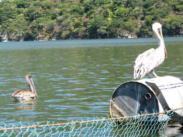 пеликаны Сумидеро