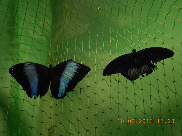 Бабочки. 