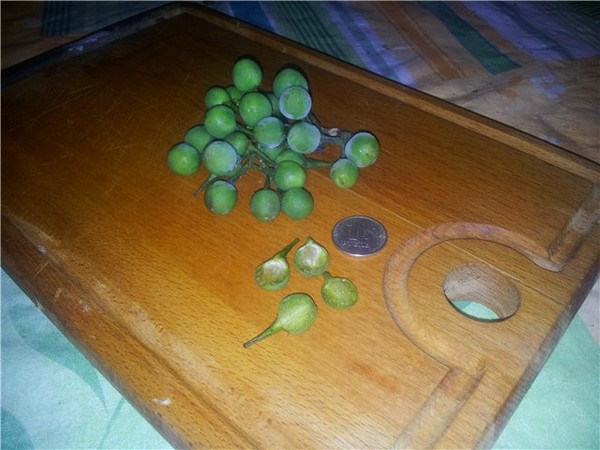 Подскажите что это за семена Подскажите что это за семена