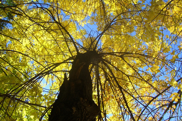 Золотая осень 2010 фото
