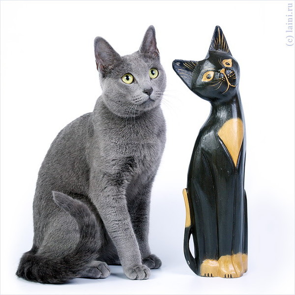 Русская голубая кошка