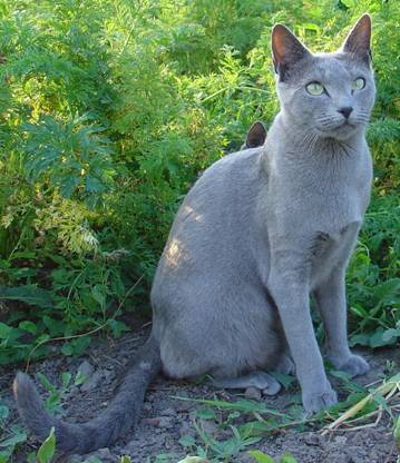 Русская голубая кошка