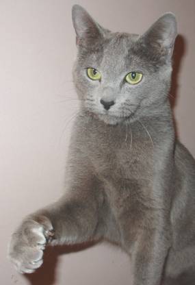 Русская голубая кошка