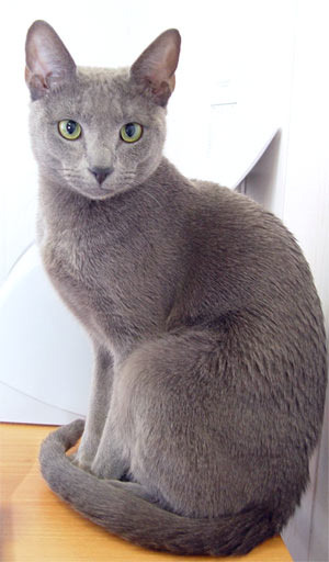 Русская голубая кошка