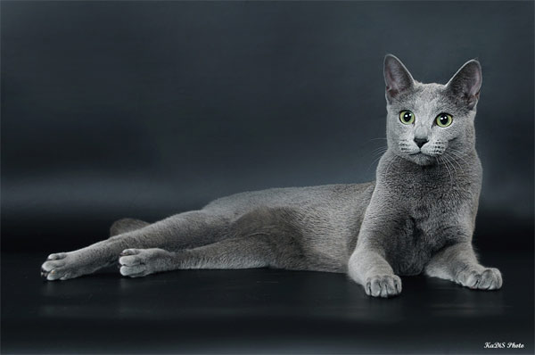 Русская голубая кошка