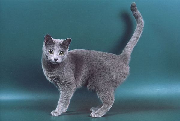 Русская голубая кошка