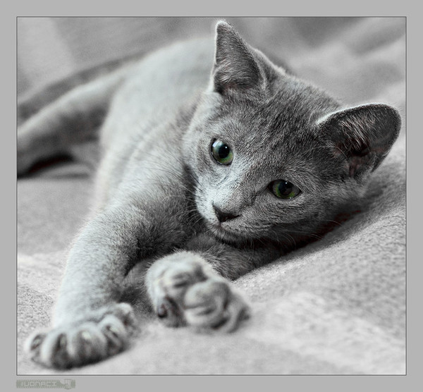 Русская голубая кошка