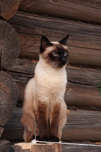 котик