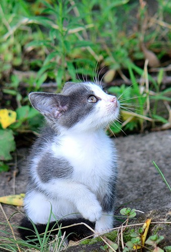 котик