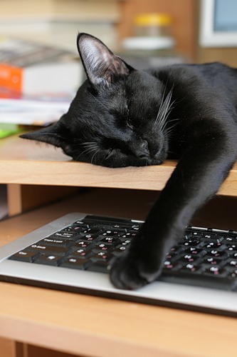 котик