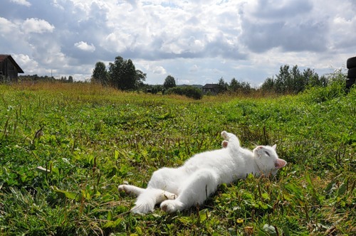 котик