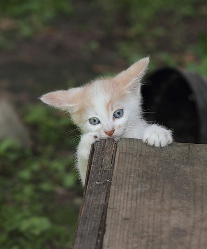 котик
