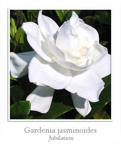 Гардении (Gardenia) I-766