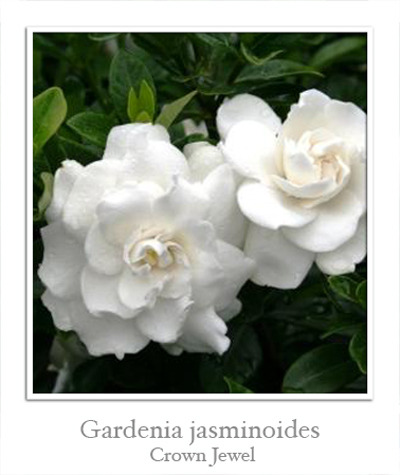Гардении (Gardenia) I-767