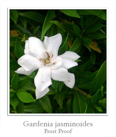 Гардении (Gardenia) I-768