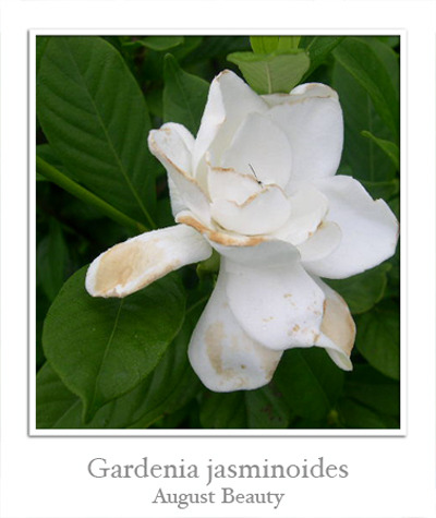 Гардении (Gardenia) I-769