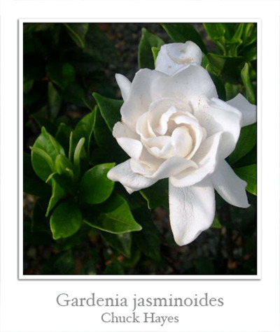 Гардении (Gardenia) I-770