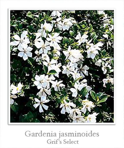 Гардении (Gardenia) I-771