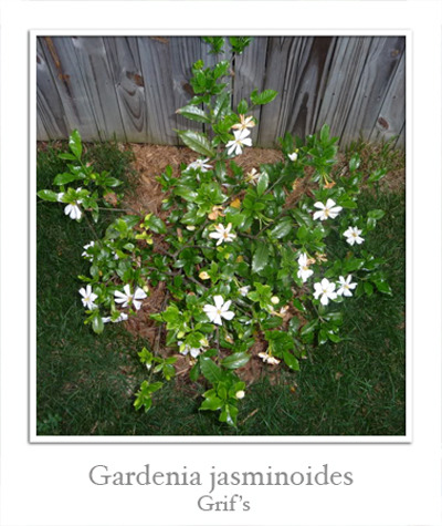 Гардении (Gardenia) I-772