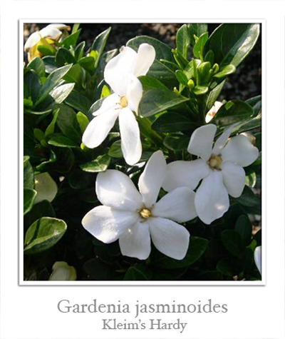 Гардении (Gardenia) I-773