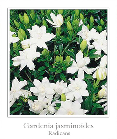 Гардении (Gardenia) I-774