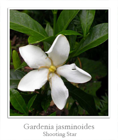 Гардении (Gardenia) I-775