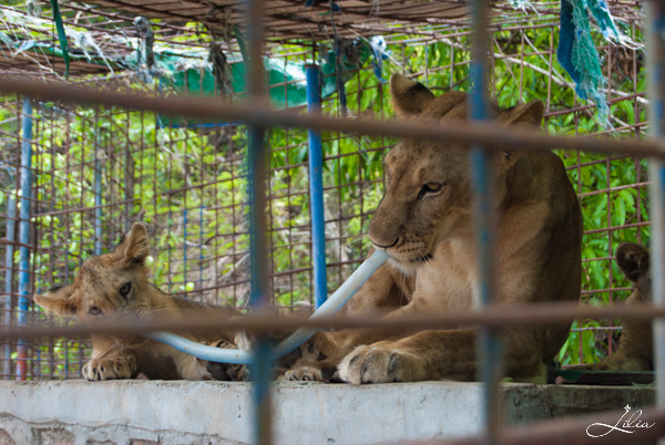 Кампотский зоопарк
